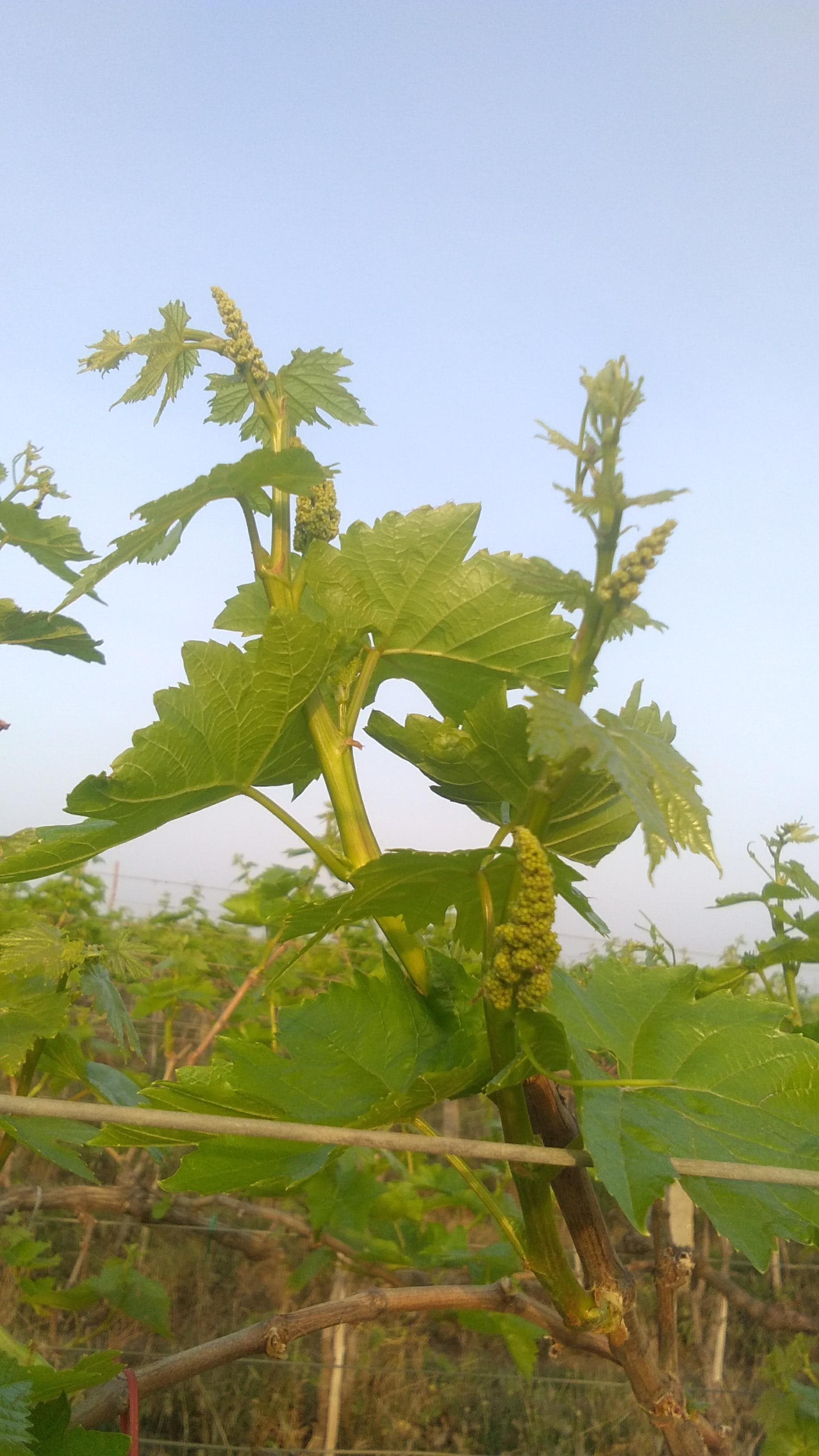 Grape Varieties