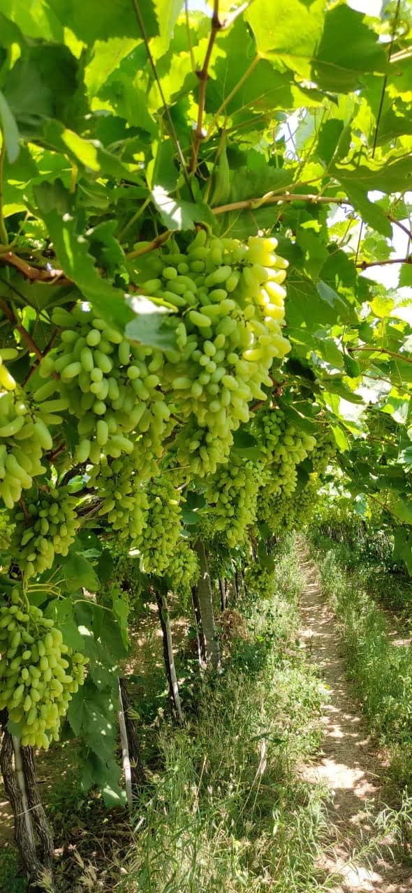 Organic Farming