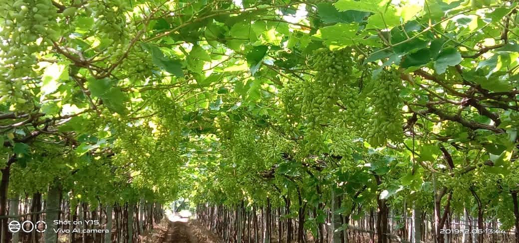Grape Clusters