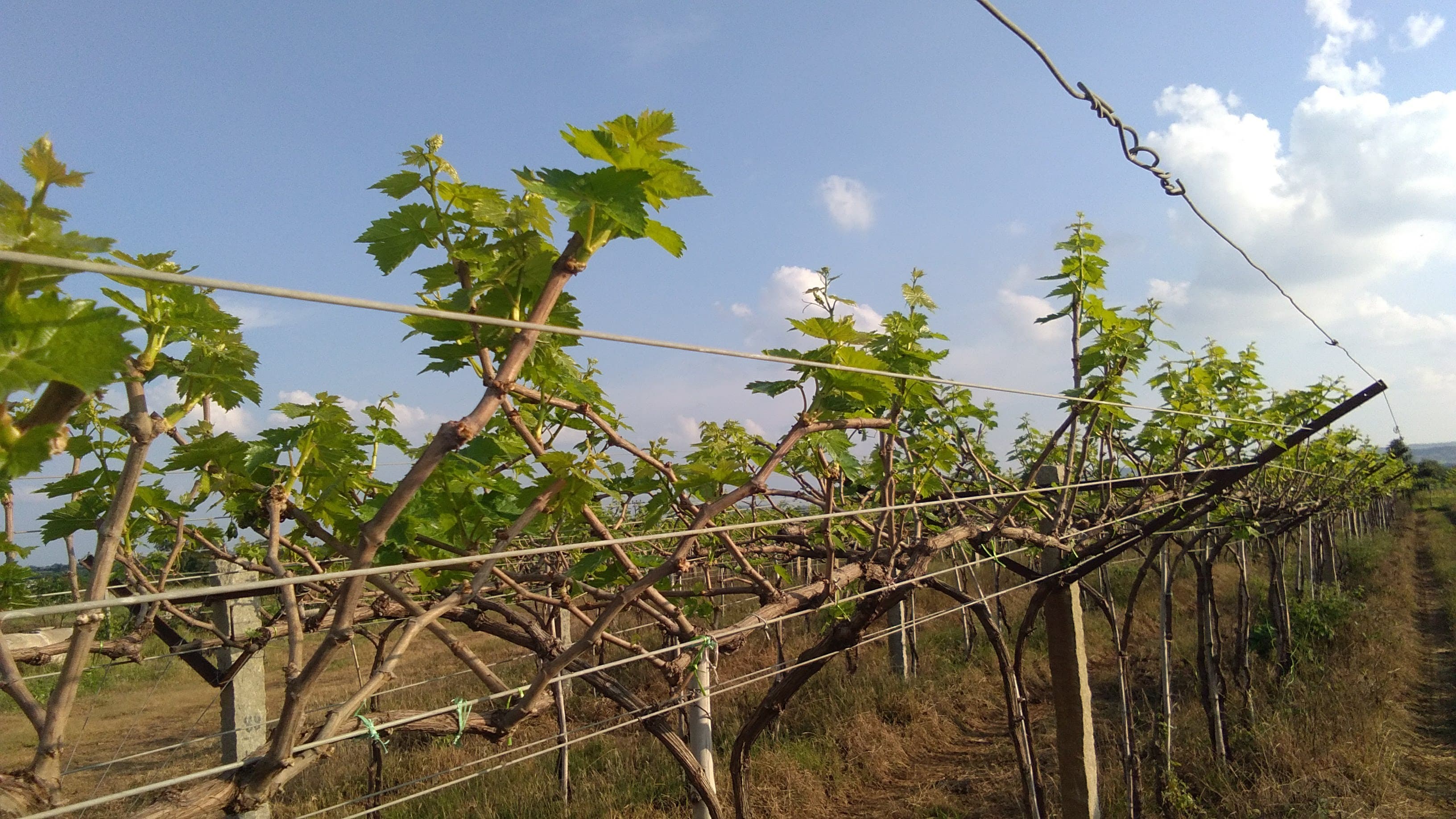 Fresh Grapes