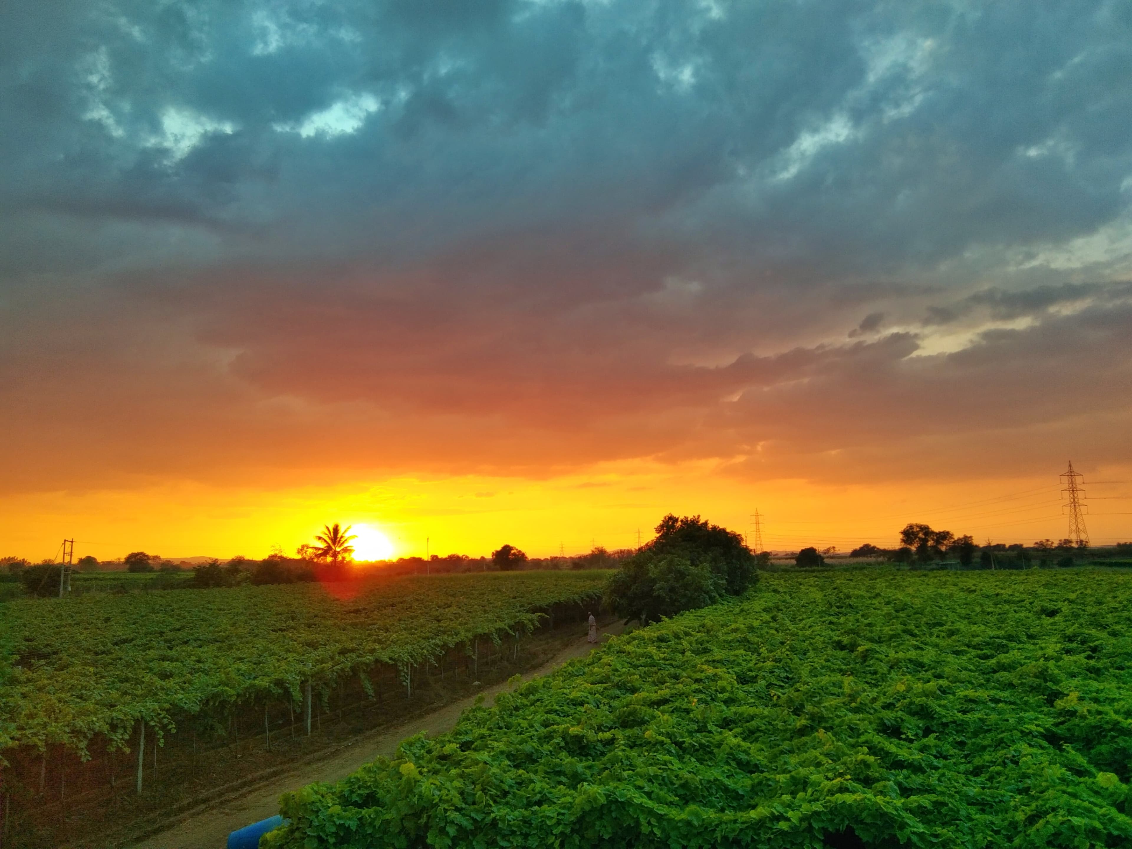 Grape Juice - Image 2