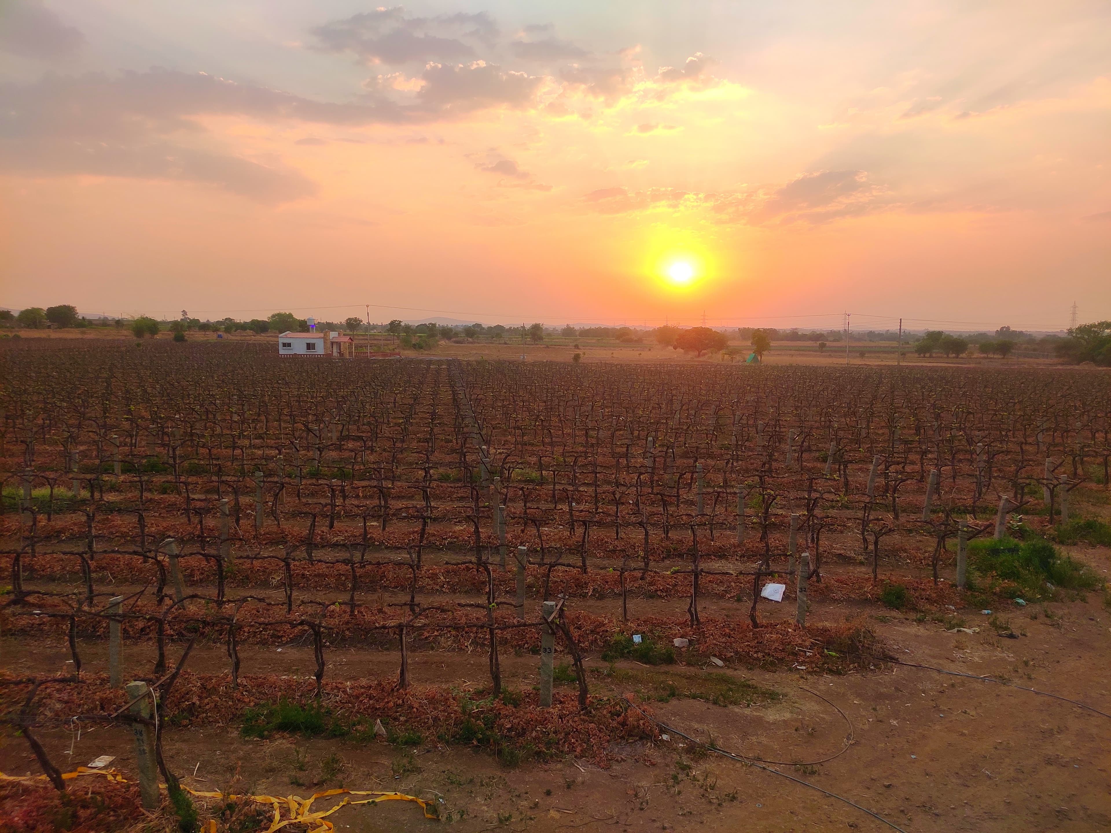 Grape Processing