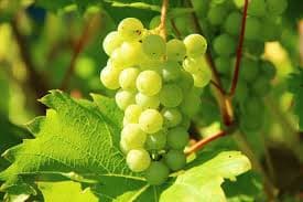 Organic Raisins