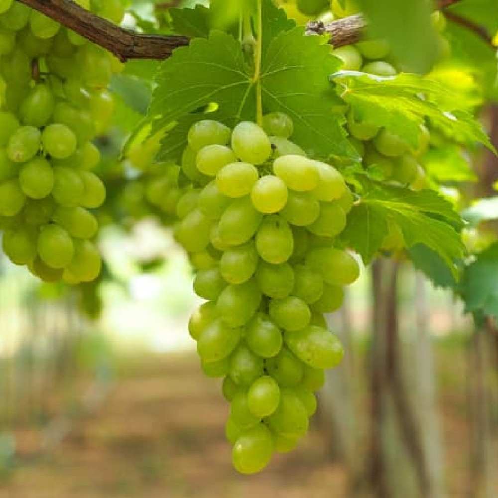 Table Grapes