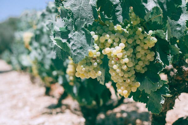 Wine Grapes