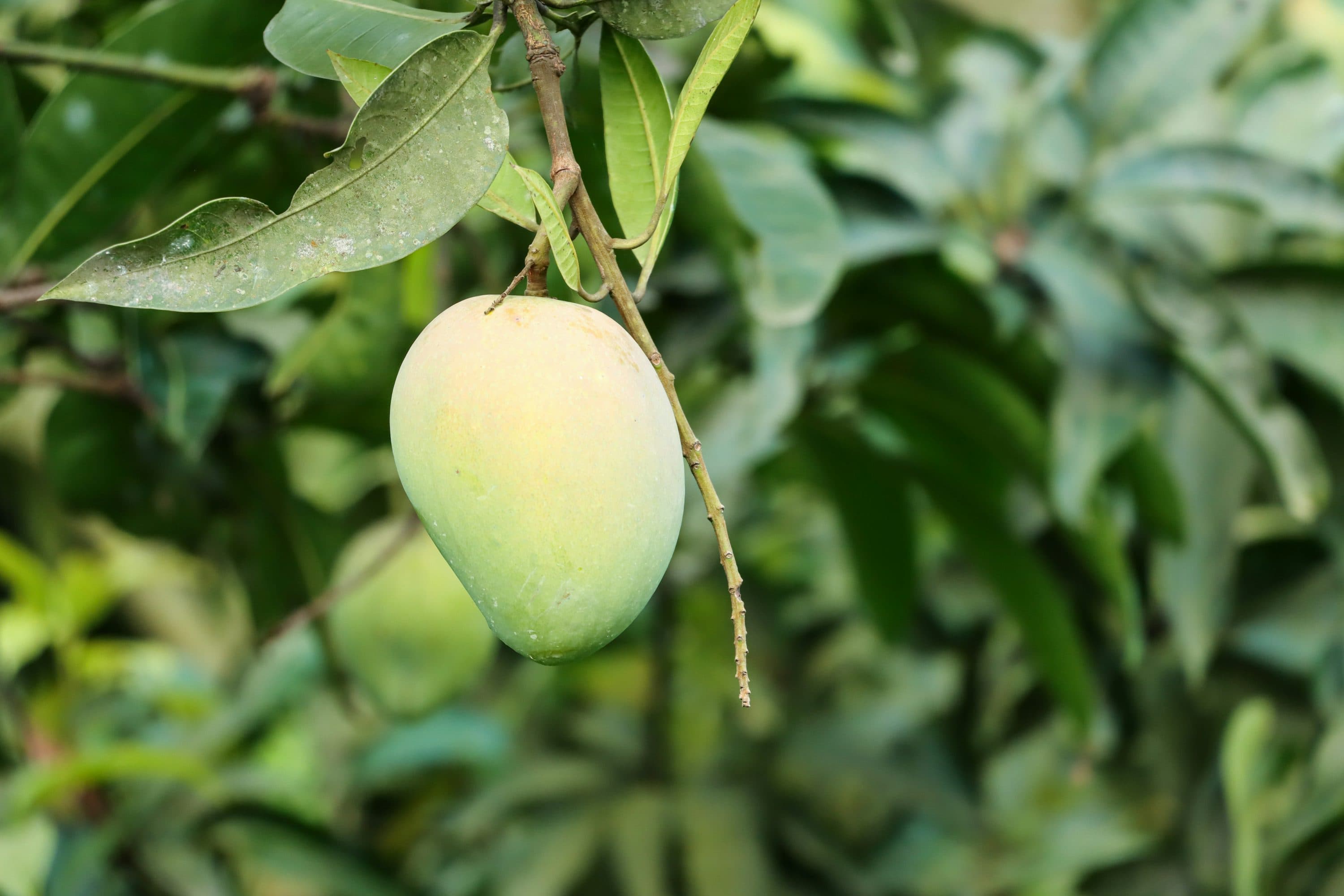 Organic Fertilizers